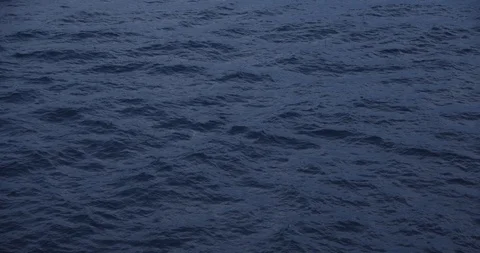 Seal in Ocean Stock Footage 127479178