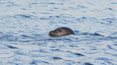 Seal in the Ocean Video stock 313853410