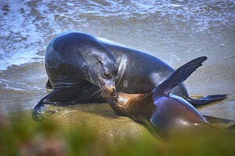 Seal Pair on Sandy Beach with Ocean Surf California Coast Wildlife Stock Photos