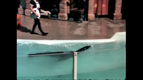 Seal Performing Jumping Tricks Video stock 276290313