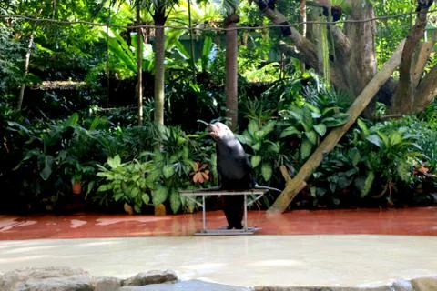 Seal is performing Stock Photos