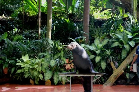 Seal is performing Stock Photos