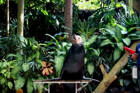 Seal is performing Stock Photos