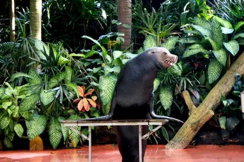 Seal is performing Foto stock