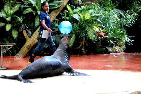 Seal is performing Stock Photos