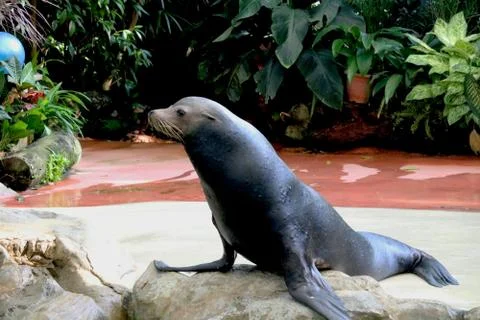 Seal is performing Stock Photos