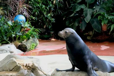 Seal is performing Stock Photos