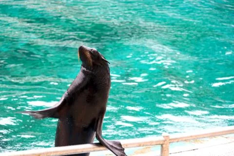 Seal is performing Stock Photos