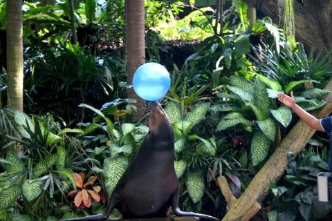 Seal is performing Foto stock