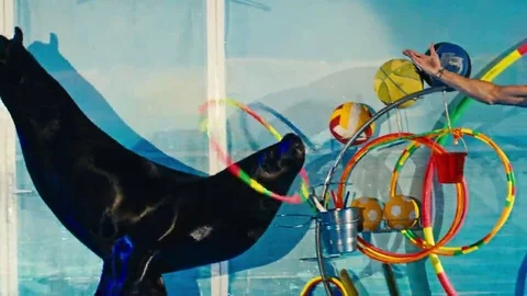 Seal performs at the Dolphinarium, night show Video stock 69158329