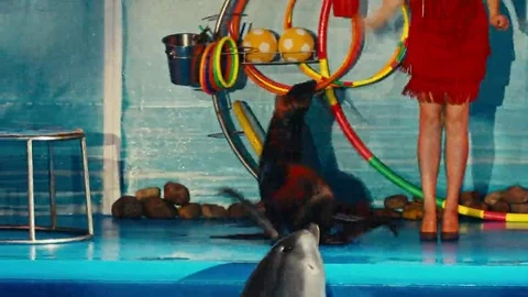 Seal performs at the Dolphinarium, night show Stock Footage 69158435