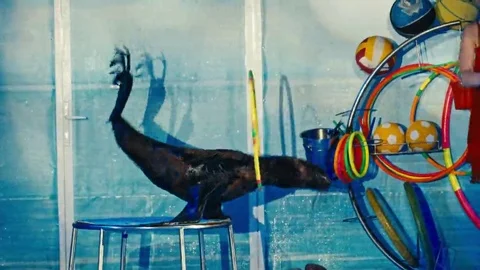 Seal performs at the Dolphinarium, night show Stock Footage 69158438