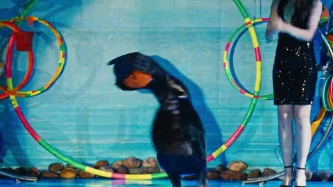 Seal performs at the Dolphinarium, night show Stock Footage 69158461