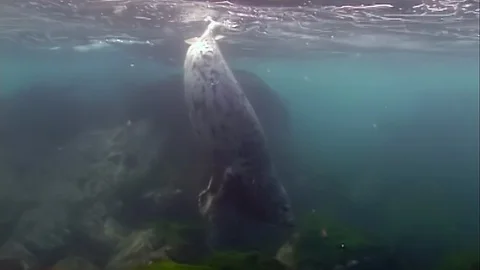 Seal Phoca largha float underwater in muddy cold water Stockbeeldmateriaal 117576426