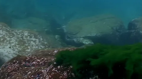 Seal Phoca largha float underwater in muddy cold water 스톡 동영상 117576442