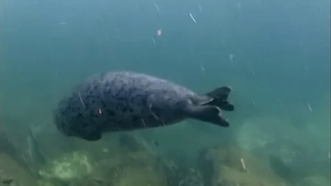 Seal Phoca largha float underwater in muddy cold water 스톡 동영상 117576453