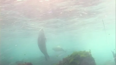 Seal Phoca largha float underwater in muddy cold water Stockbeeldmateriaal 117576478