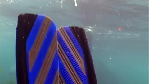 Seal Phoca largha float underwater in muddy cold water 스톡 동영상 117576553