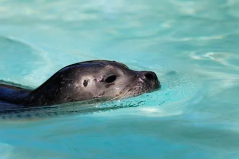 Seal Stock Photos