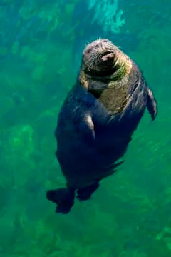 Seal Stock Photos