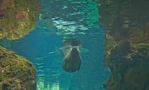 Seal Stock Photos