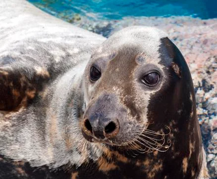 Seal Stock Photos