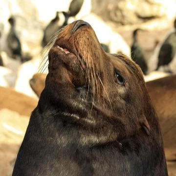 Seal Stock Photos