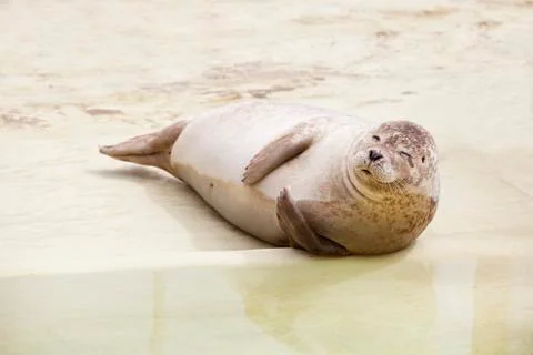Seal Photos