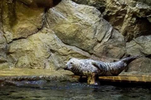Seal Stock Photos