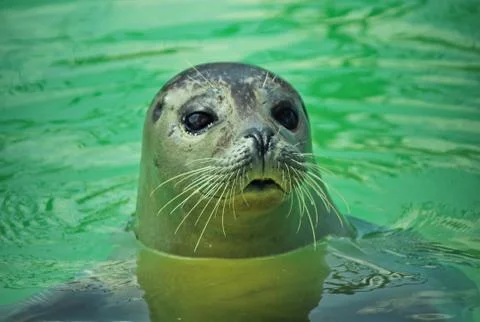 Seal Stock Photos