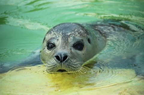Seal Stock Photos