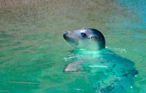 Seal Stock Photos