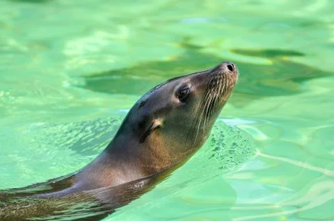 Seal Stock Photos
