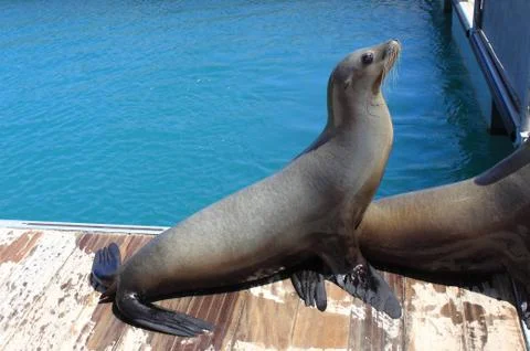 Seal Stock Photos