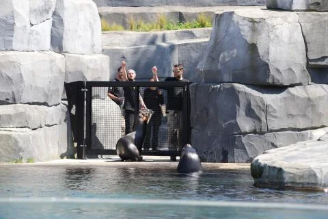 Seal Stock Photos