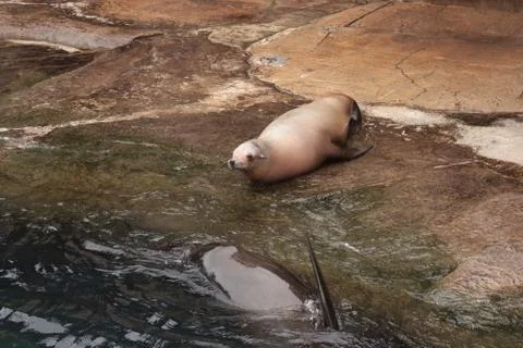 Seal Stock Photos