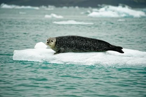 Seal Stock Photos