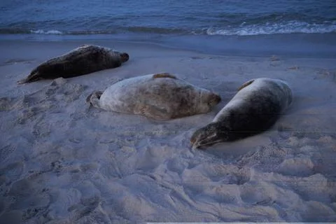 Seal Stock Photos