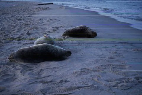 Seal Stock Photos
