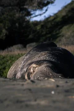 Seal Stock Photos