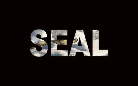 Seal. Stock Photos
