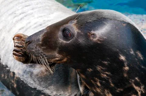 Seal (pinniped) Stock Photos