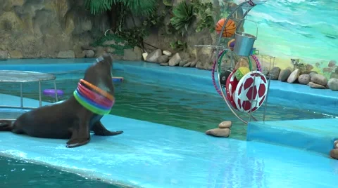 Seal Playing Game with Circle. 4K UltraHD, UHD Vídeos de archivo 56569257