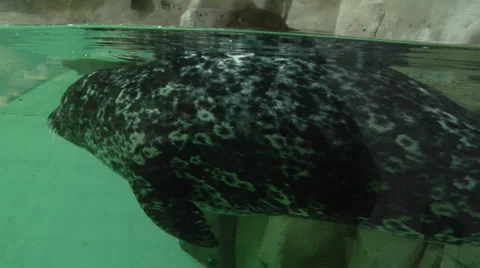 Seal playing with his tail Stock Footage 1052747