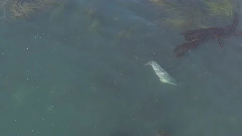 Seal Playing in the Ocean Video stock 141624502
