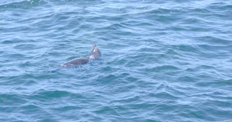 Seal Playing in the Ocean, La Jolla, CA Stock Footage 136481035