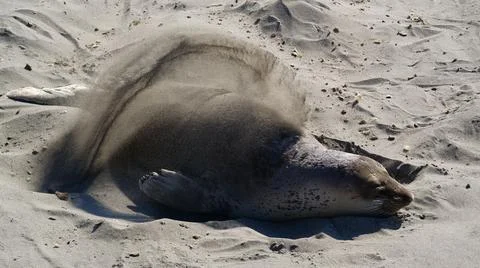 Seal Playing In Sand Stock Photos