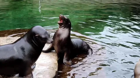 Seal playing in swimming pool Video stock 271347356
