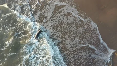 Seal Playing in Waves-1 Vidéo 137426803