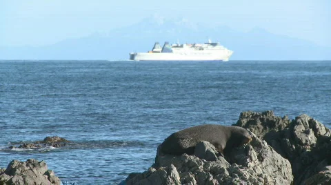 Seal plus boat Stock Footage 495792